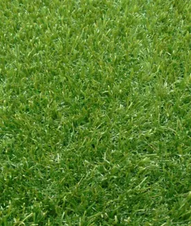 Five Star Grass - Non-Infill Landscape Grass