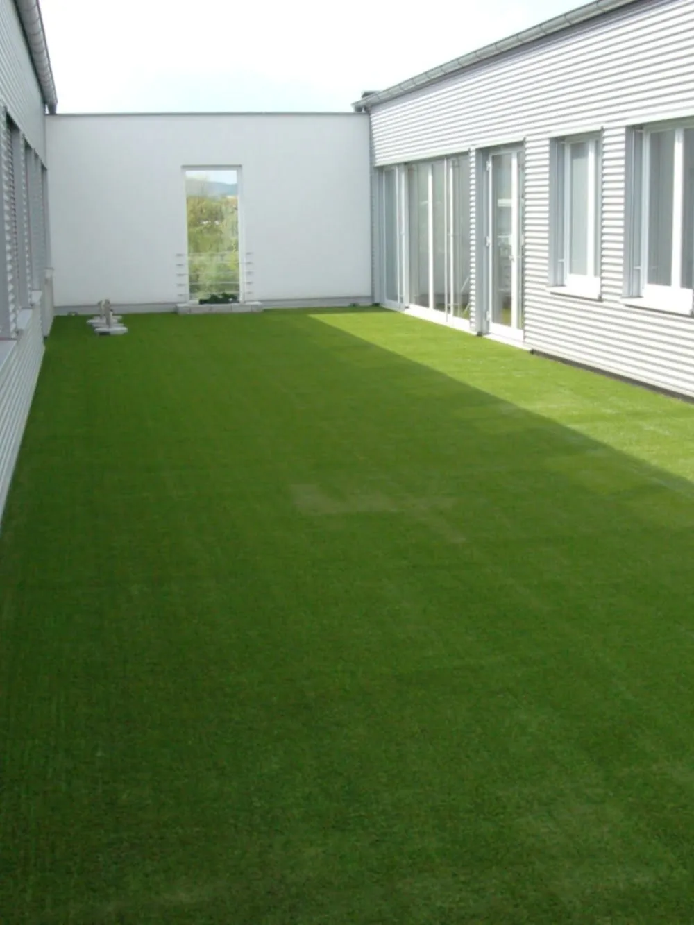 Five Star Grass - Non-Infill Landscape Grass
