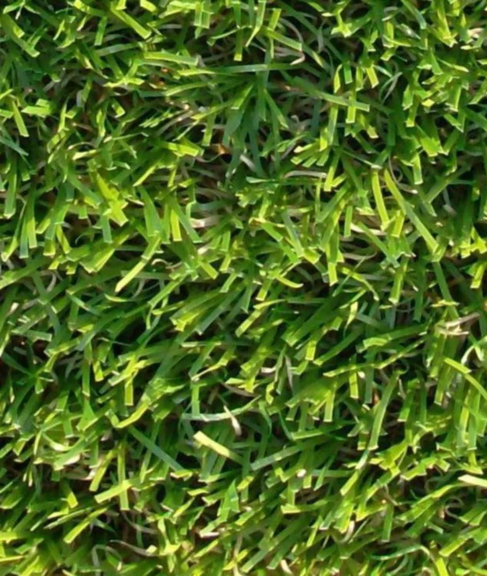 Five Star Grass - Non-Infill Landscape Grass
